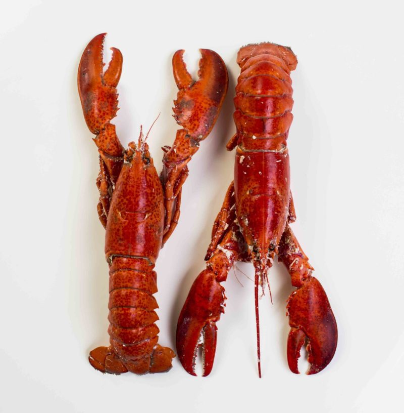 bogavante_buenmar