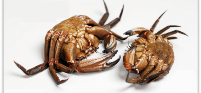 Curiosidades del marisco online: nécoras Curiosidades del marisco online: nécoras