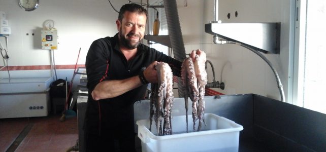 El Pulpo cocido y congelado llega a BUENMAR El Pulpo cocido y congelado llega a BUENMAR