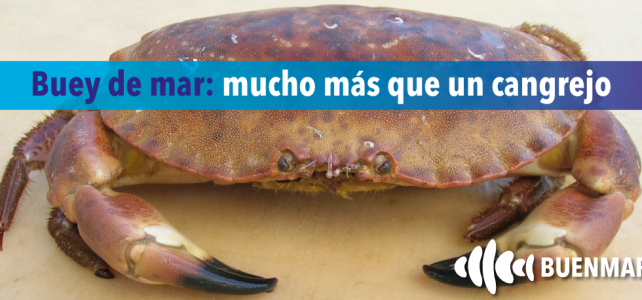 Buey de mar: mucho más que un cangrejo Buey de mar: mucho más que un cangrejo