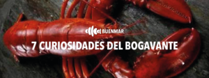 7-CURIOSIDADES-DEL-BOGAVANTE-BUENMAR