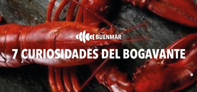 Bogavante: 7 curiosidades de este preciado marisco Bogavante: 7 curiosidades de este preciado marisco