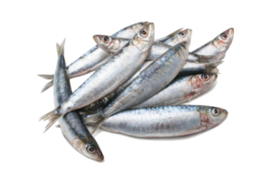 comprar sardinas BUENMAR