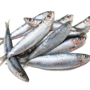 comprar sardinas BUENMAR