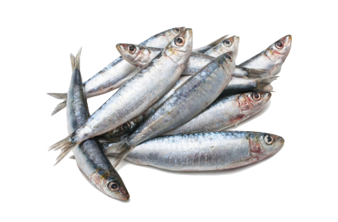 comprar sardinas BUENMAR